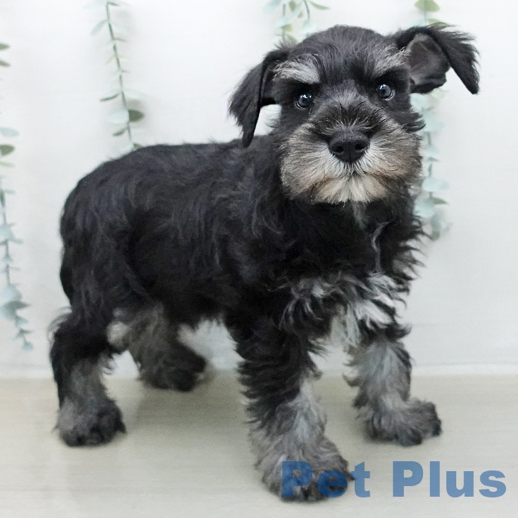 宮城県のミニチュアシュナウザー (ペットプラス 名取店/2026年2月7日生まれ/男の子/ブラックシルバー)の子犬