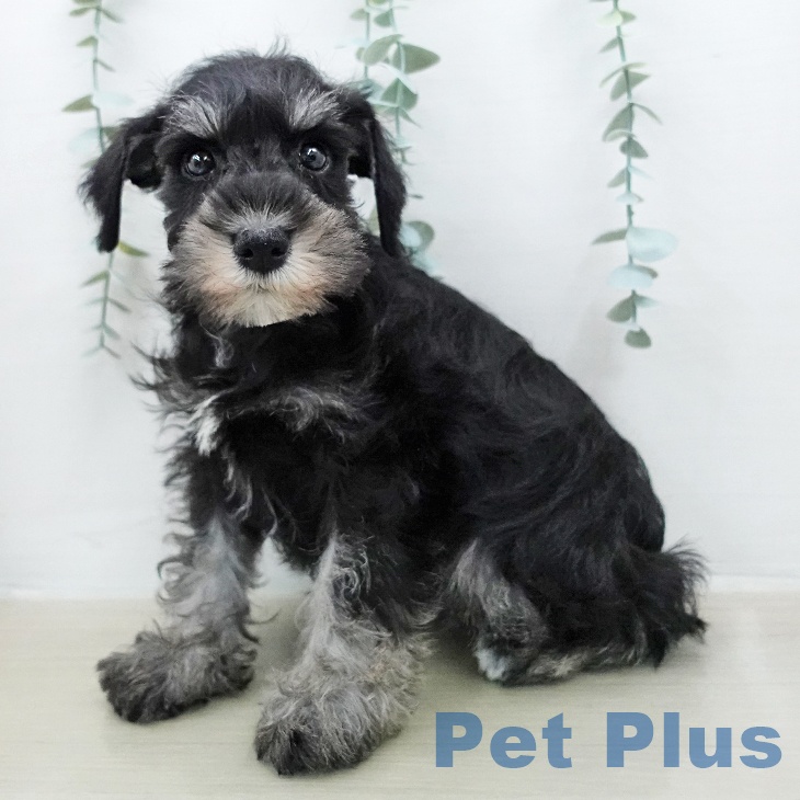 ミニチュア・シュナウザー