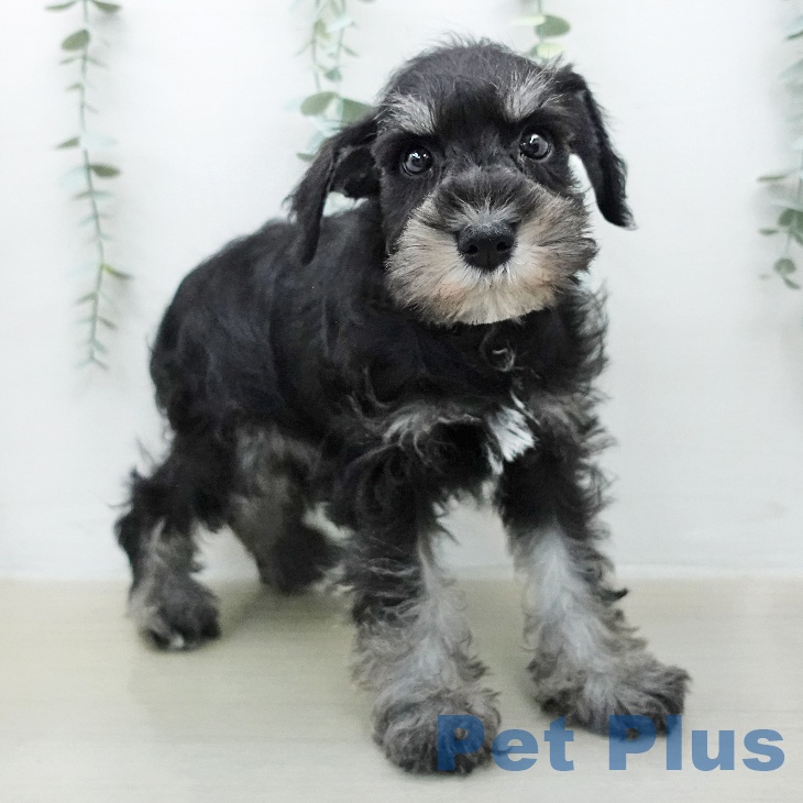 ミニチュア・シュナウザー