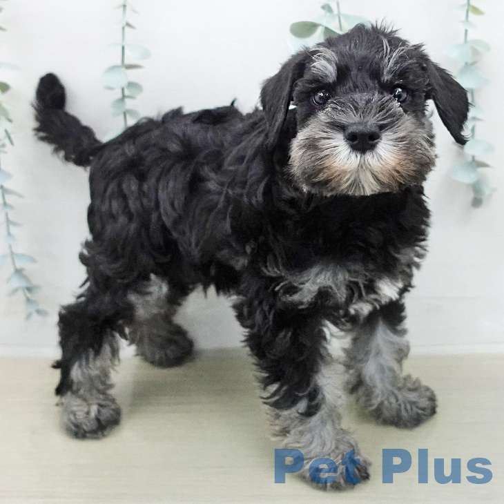 神奈川県のミニチュアシュナウザー (ペッツワン 横須賀久里浜店/2026年2月7日生まれ/女の子/ブラックシルバー)の子犬の1枚目の画像