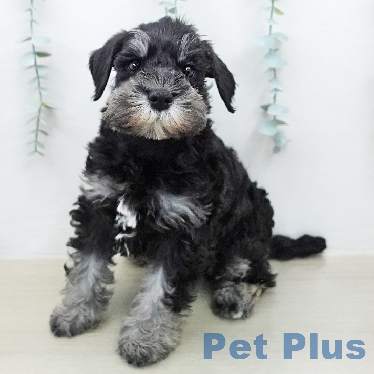 神奈川県のミニチュアシュナウザー (ペッツワン 横須賀久里浜店/2026年2月7日生まれ/女の子/ブラックシルバー)の子犬の2枚目の画像