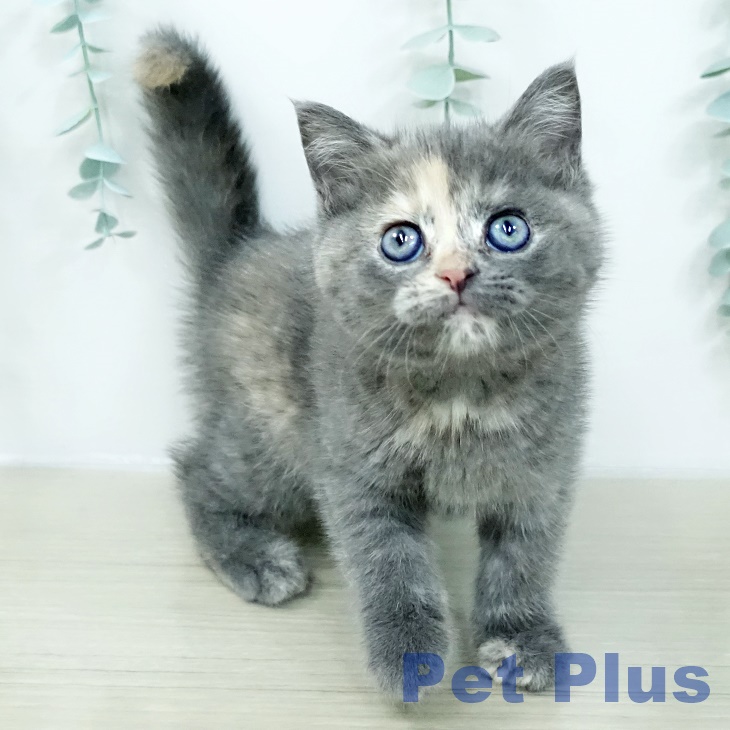 スコティッシュフォールド