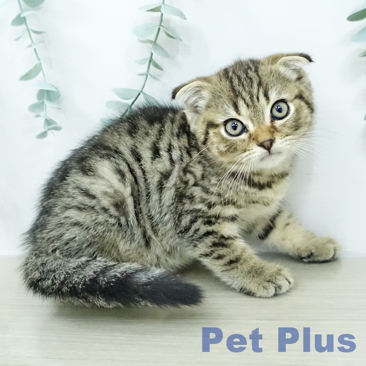 埼玉県のスコティッシュフォールド (ペットプラス コクーンシティ店/2026年1月29日生まれ/男の子/ブラウンタビー)の子猫の1枚目の画像