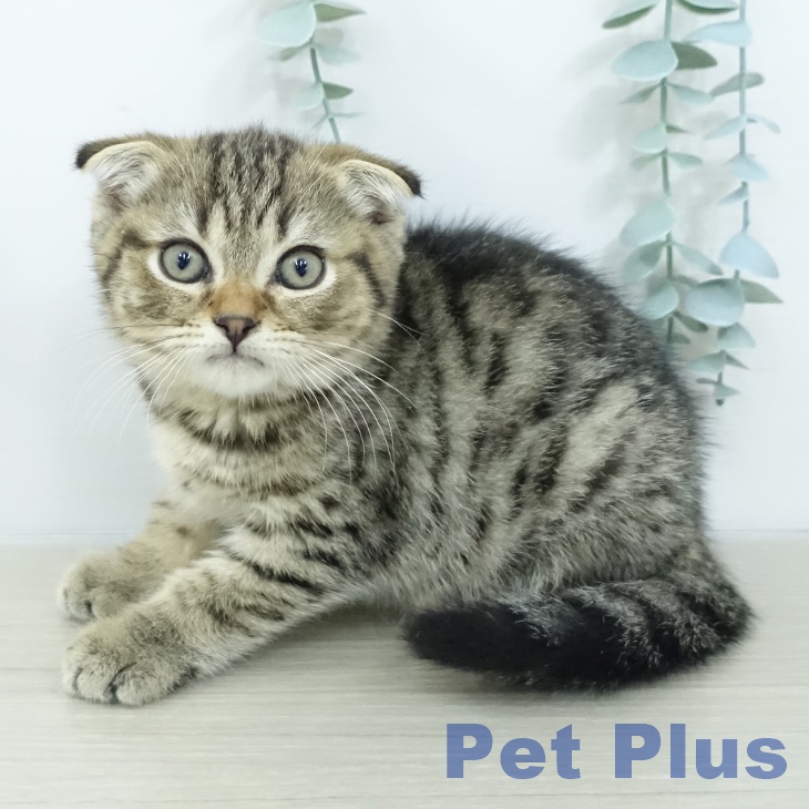 埼玉県のスコティッシュフォールド (ペットプラス コクーンシティ店/2026年1月29日生まれ/男の子/ブラウンタビー)の子猫の2枚目の画像