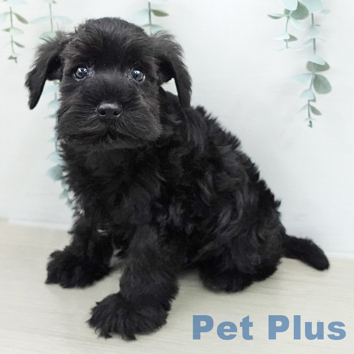 ミニチュア・シュナウザー