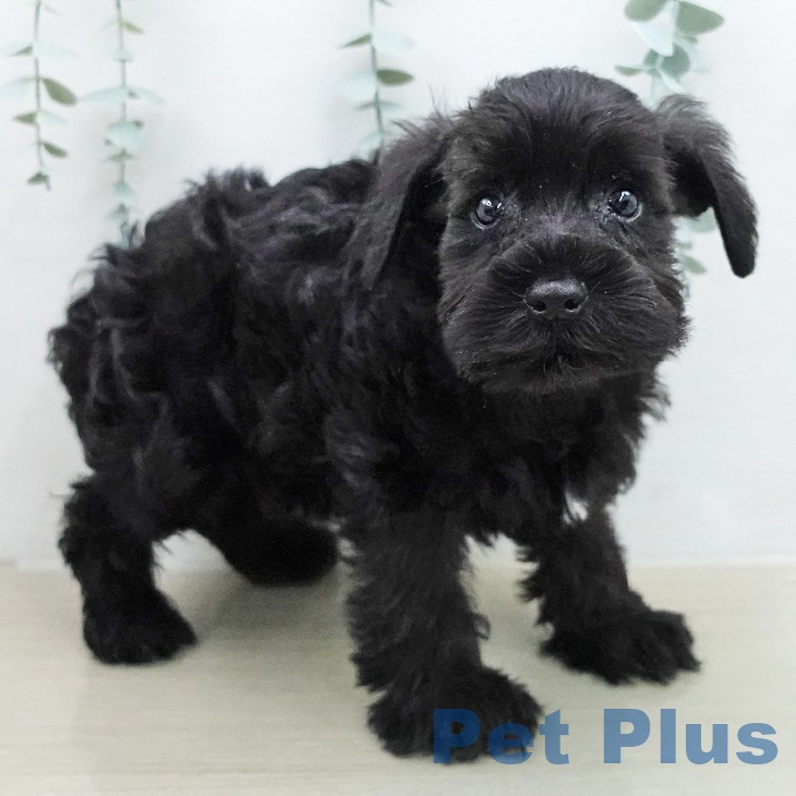 ミニチュア・シュナウザー