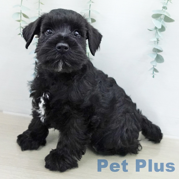 ミニチュア・シュナウザー