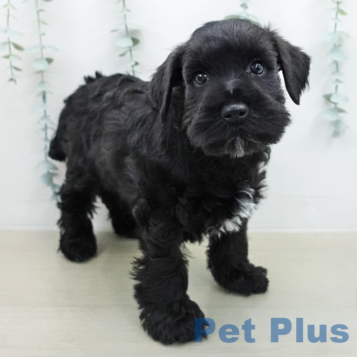 ミニチュア・シュナウザーの写真2