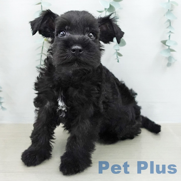 ミニチュア・シュナウザーの写真2