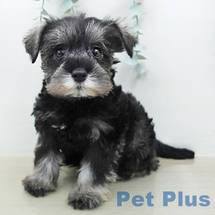 ミニチュア・シュナウザー