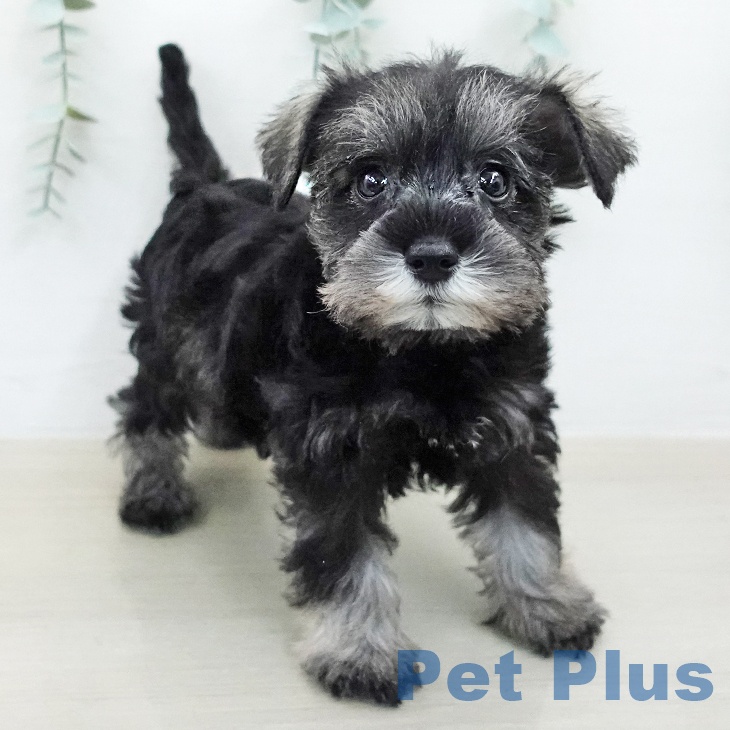 ミニチュア・シュナウザーの写真2