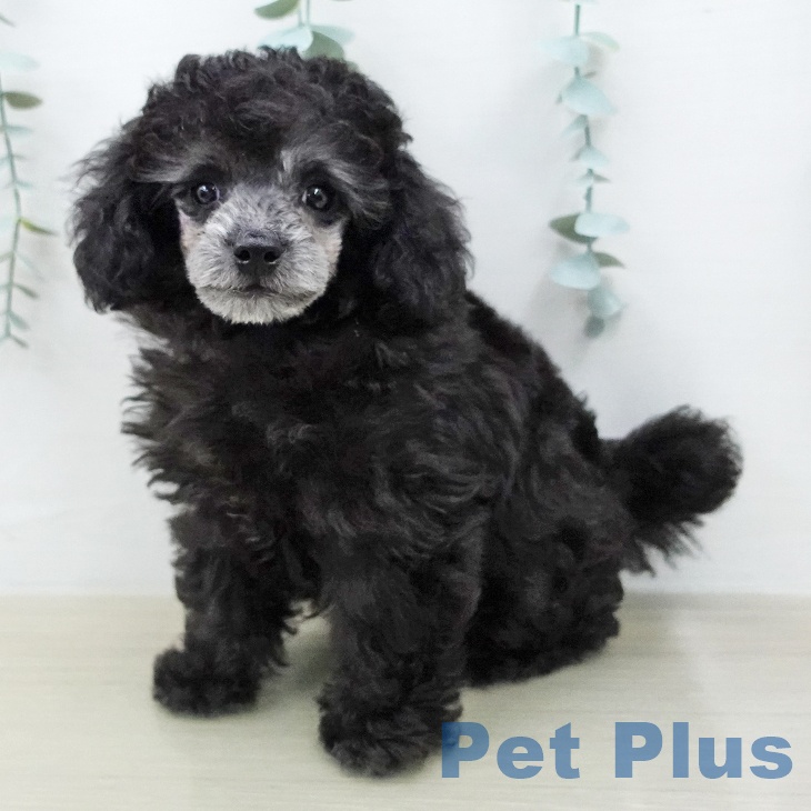 トイ・プードル