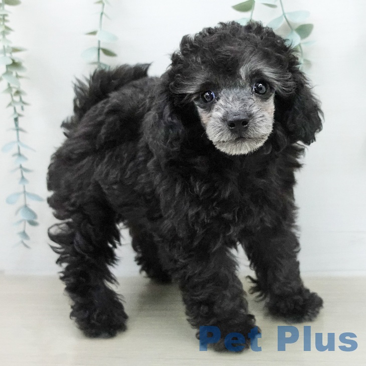 トイ・プードル