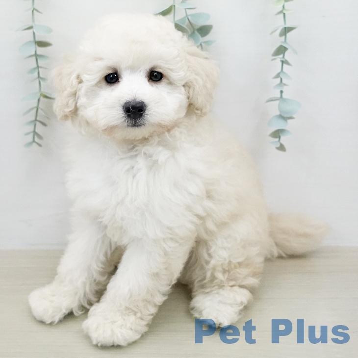 トイ・プードル