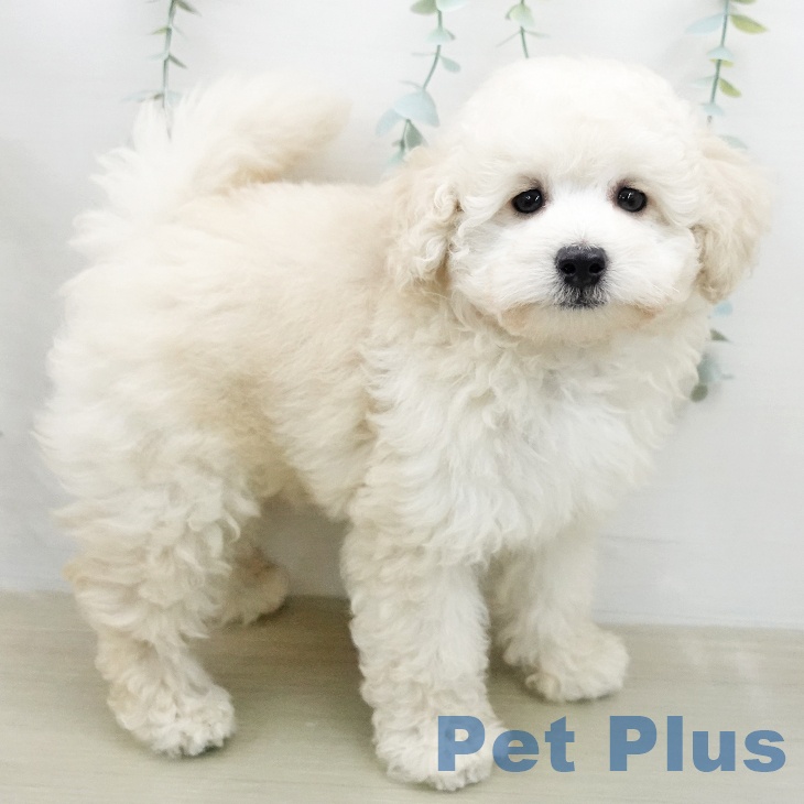 トイ・プードルの写真2