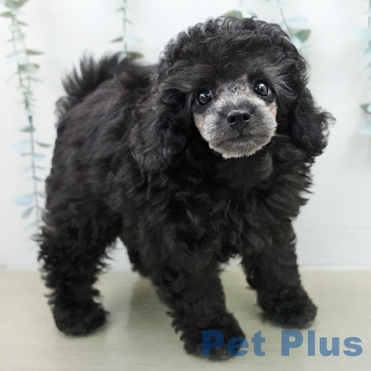 トイ・プードルの写真2