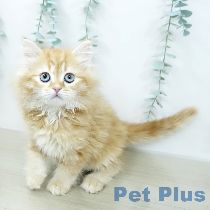 サイベリアンの写真2