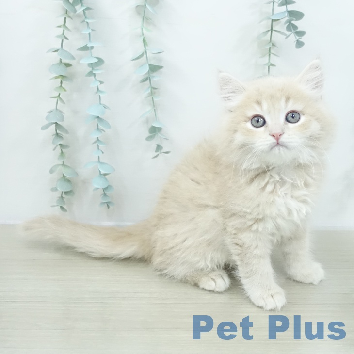 東京都のサイベリアン (ペットプラス アクアシティお台場店/2026年2月8日生まれ/男の子/クリームマッカレルタビー)の子猫の1枚目の画像