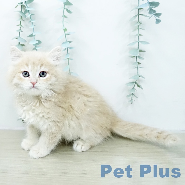 東京都のサイベリアン (ペットプラス アクアシティお台場店/2026年2月8日生まれ/男の子/クリームマッカレルタビー)の子猫の2枚目の画像