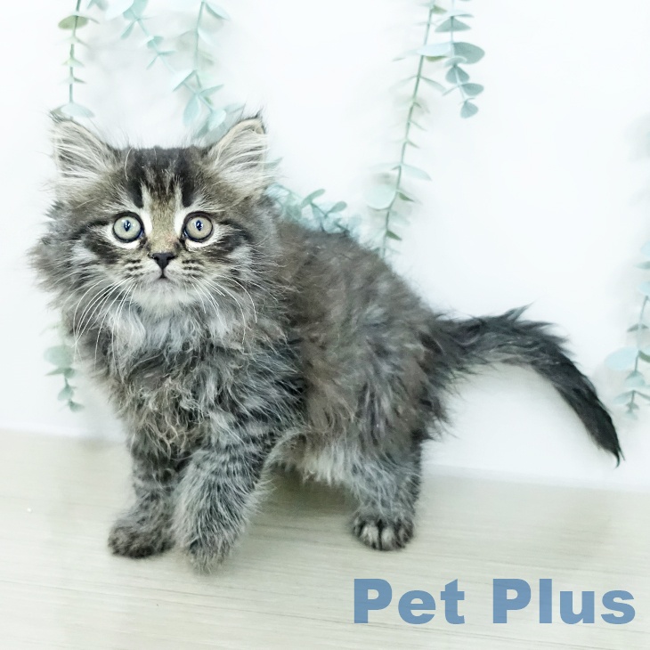 サイベリアンの写真2