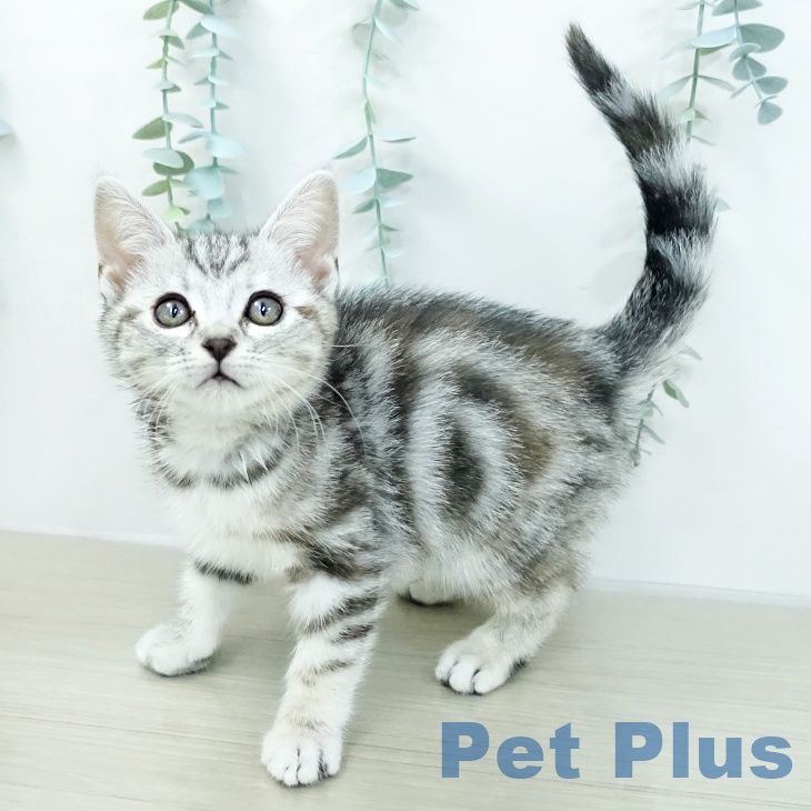 埼玉県のアメリカンショートヘアー (ペッツワン 吉川美南店/2026年2月1日生まれ/女の子/シルバーパッチドタビー)の子猫の1枚目の画像