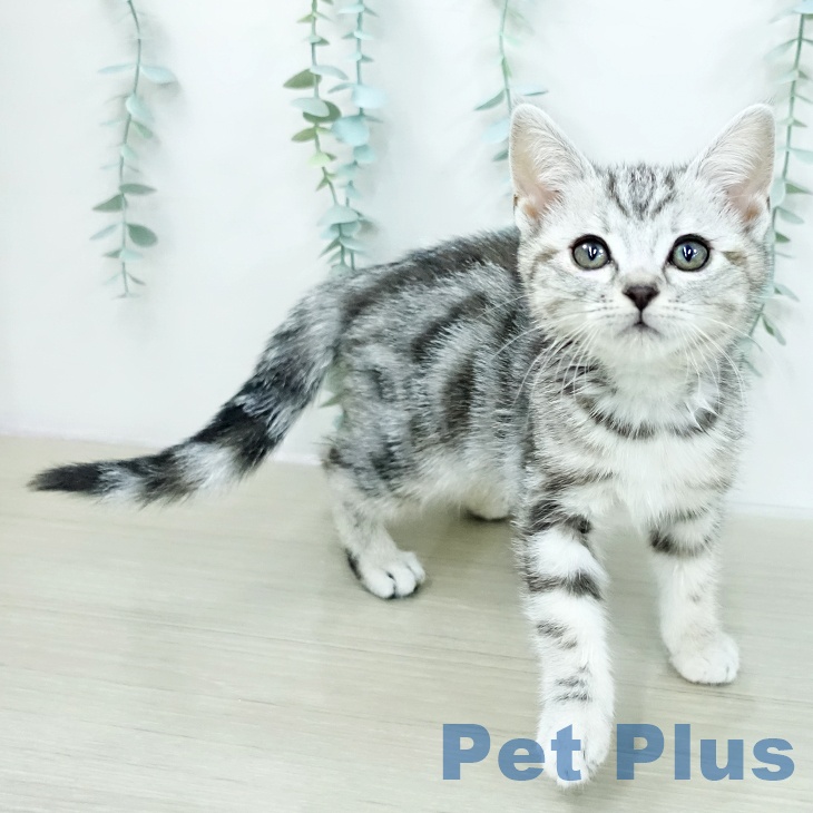 埼玉県のアメリカンショートヘアー (ペッツワン 吉川美南店/2026年2月1日生まれ/女の子/シルバーパッチドタビー)の子猫の2枚目の画像