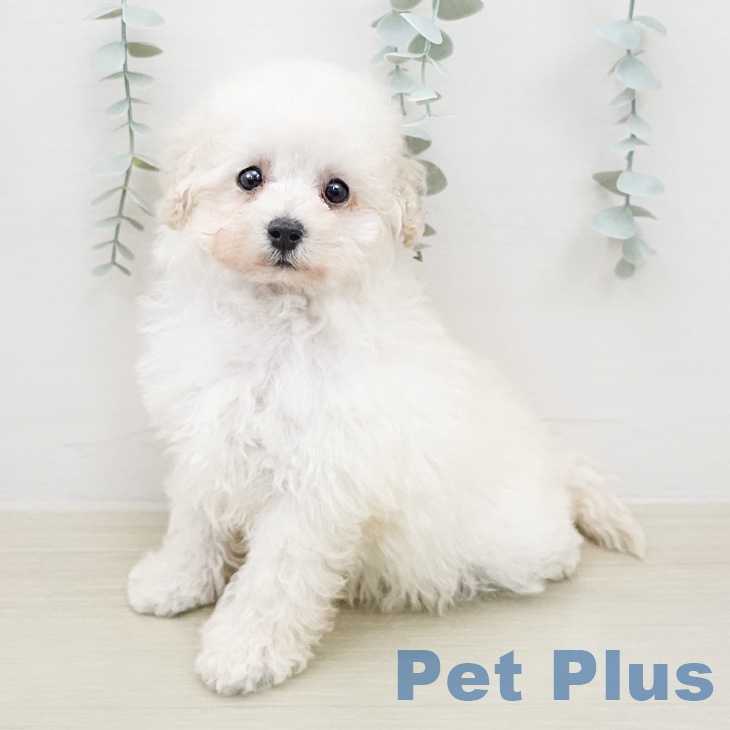 神奈川県のトイプードル(トイ) (ペットプラス 湘南平塚店/2026年2月8日生まれ/男の子/ホワイト)の子犬
