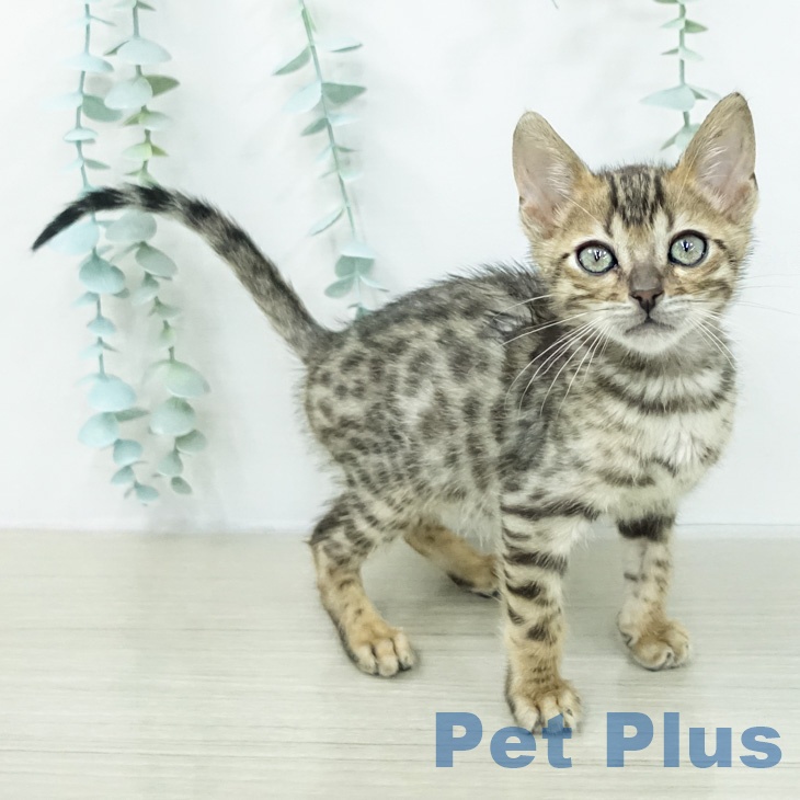 ベンガルの写真1