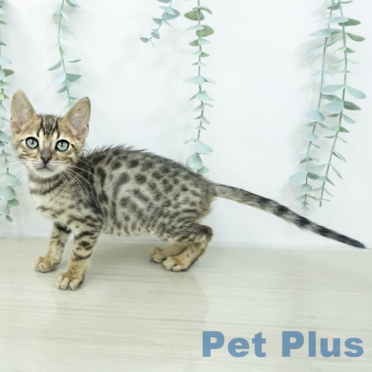 ベンガルの写真2