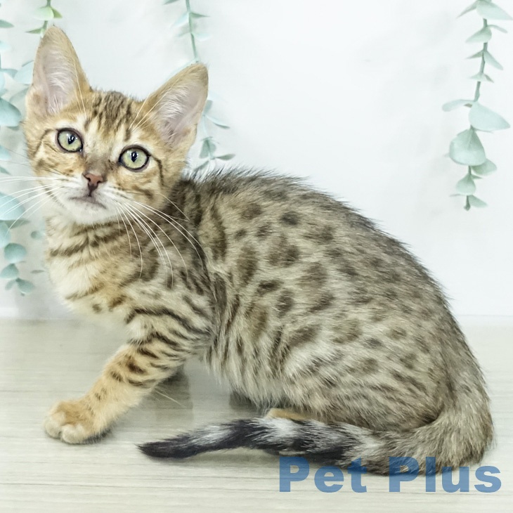 神奈川県のベンガル (ペッツワン 小田原店/2026年2月3日生まれ/女の子/ブラウンスポットタビー)の子猫の1枚目の画像