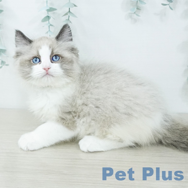 ラグドールの写真2