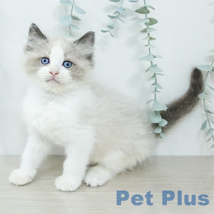 ラグドールの写真2