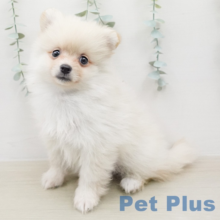 ポメラニアンの写真2