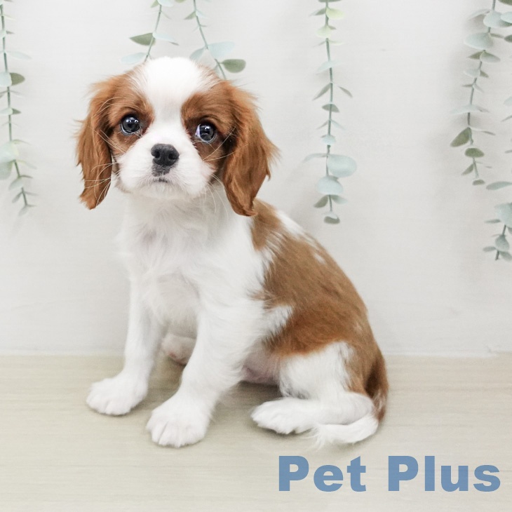 キャバリア・キングチャールズ・スパニエル