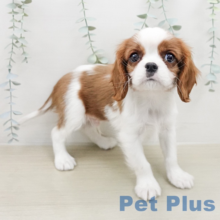 キャバリア・キングチャールズ・スパニエルの写真2