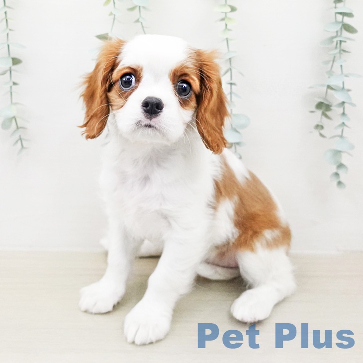 福島県のキャバリアキングチャールズスパニエル (ペットプラス 福島店/2026年2月5日生まれ/女の子/ブレンハイム)の子犬