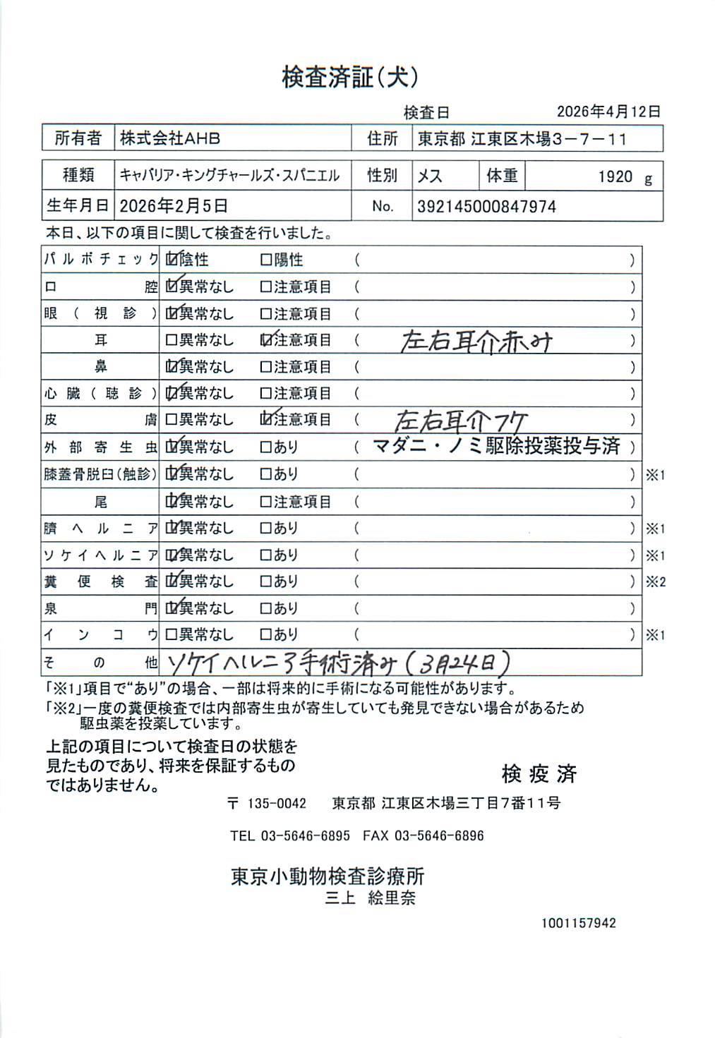 キャバリア・キングチャールズ・スパニエル