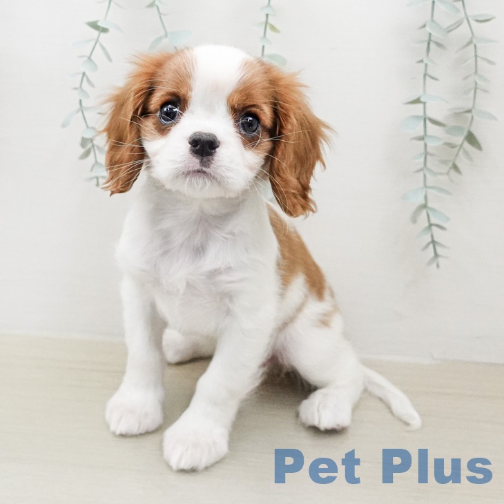 神奈川県のキャバリアキングチャールズスパニエル (ペッツワン 小田原店/2026年2月5日生まれ/女の子/ブレンハイム)の子犬の1枚目の画像