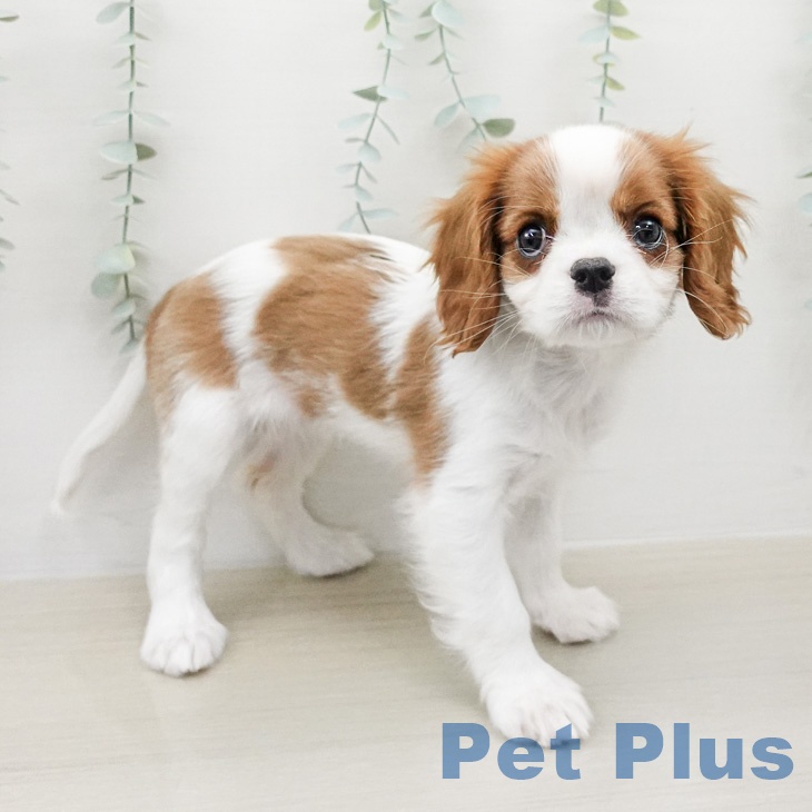 神奈川県のキャバリアキングチャールズスパニエル (ペッツワン 小田原店/2026年2月5日生まれ/女の子/ブレンハイム)の子犬の2枚目の画像