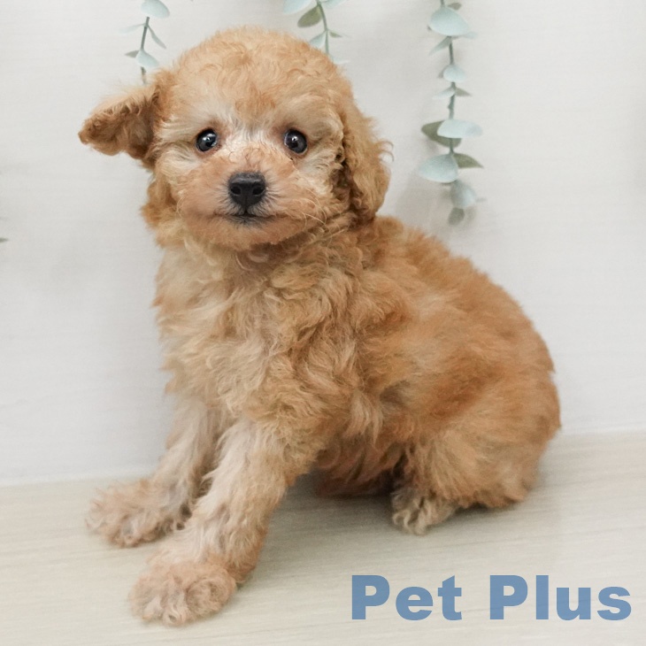 トイ・プードル