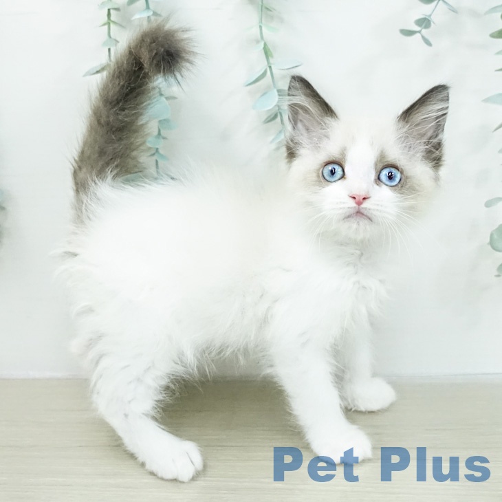 ラグドールの写真2