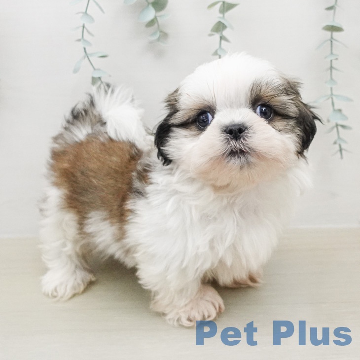 神奈川県のシーズー (ペッツワン 小田原店/2026年2月13日生まれ/男の子/ホワイトゴールド)の子犬の1枚目の画像