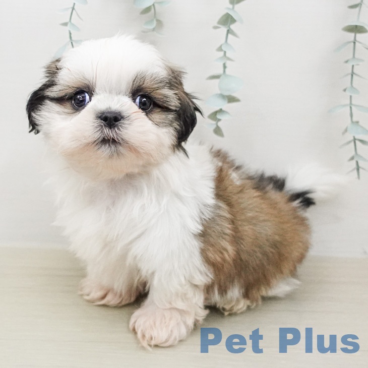 神奈川県のシーズー (ペッツワン 小田原店/2026年2月13日生まれ/男の子/ホワイトゴールド)の子犬の2枚目の画像
