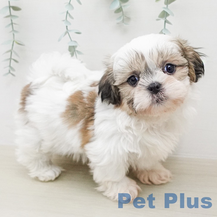 シー・ズーの写真2