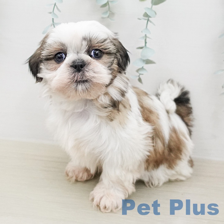 シー・ズーの写真2