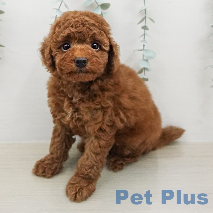 トイ・プードル