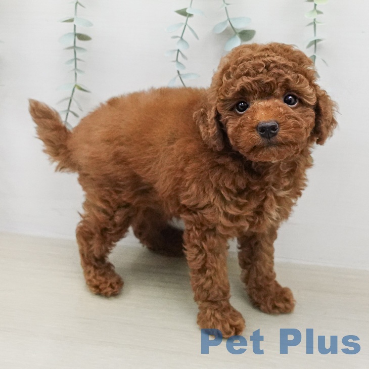 トイ・プードル