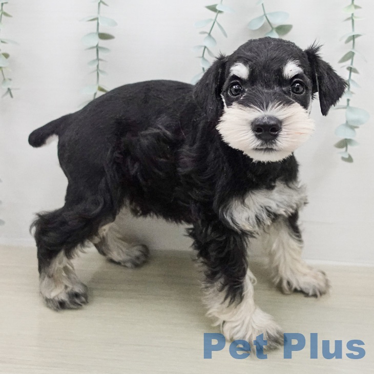 神奈川県のミニチュアシュナウザー (ペッツワン 小田原店/2026年2月13日生まれ/男の子/ブラックシルバー)の子犬の1枚目の画像