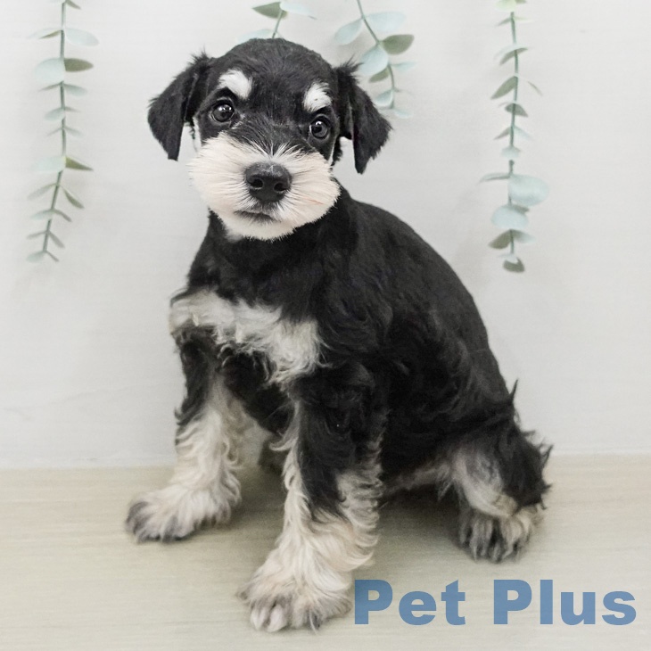 神奈川県のミニチュアシュナウザー (ペッツワン 小田原店/2026年2月13日生まれ/男の子/ブラックシルバー)の子犬の2枚目の画像