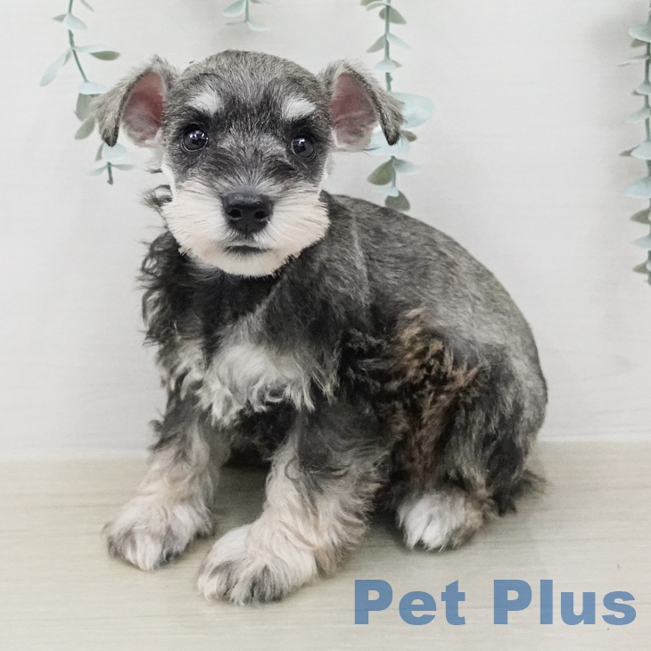 神奈川県のミニチュアシュナウザー (ペッツワン 小田原店/2026年2月13日生まれ/女の子/ソルトペッパー)の子犬の1枚目の画像